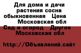 Для дома и дачи-растения сосна обыкновенная › Цена ­ 350 - Московская обл. Сад и огород » Другое   . Московская обл.